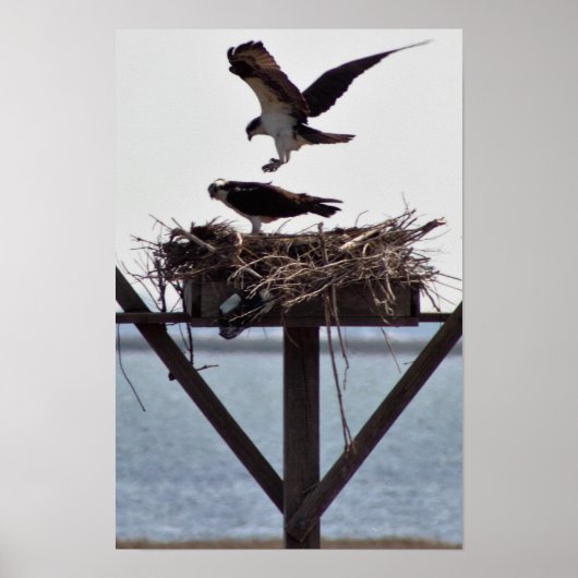 Poster Balbuzard dans son nid (Devant)