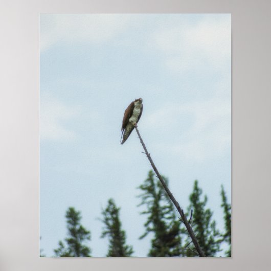 Poster Balbuzard pêcheur 9028 (Devant)