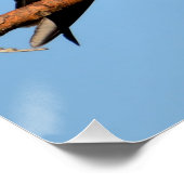 Poster Balbuzard pêcheur dans la nature (Coin)