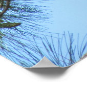 Poster Balbuzard pêcheur dans l'arbre des pins (Coin)