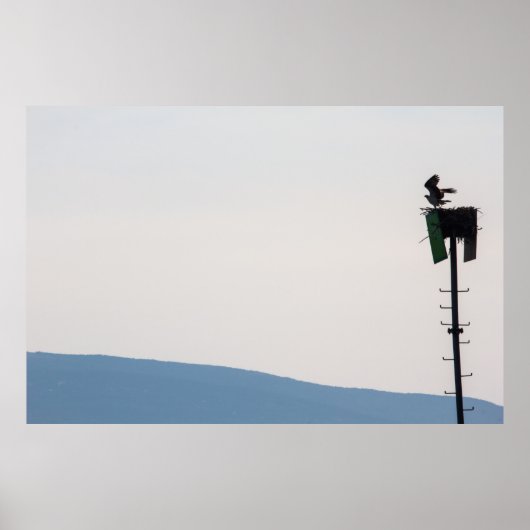 Poster Balbuzard pêcheur devant l'île du Mont-Désert, Mai (Devant)