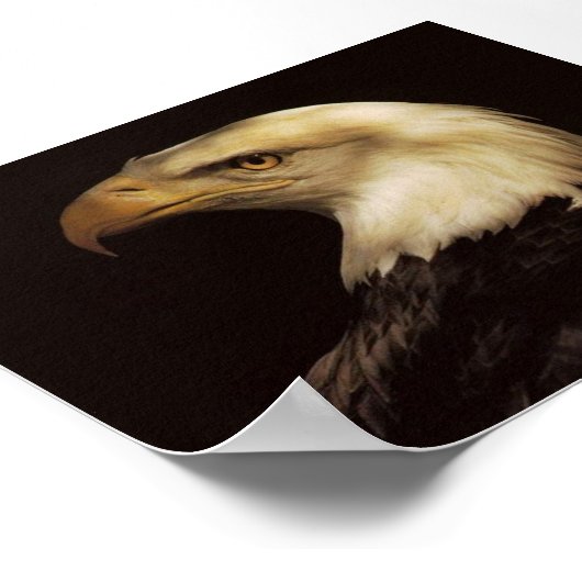 POSTER BALD EAGLE (Coin)