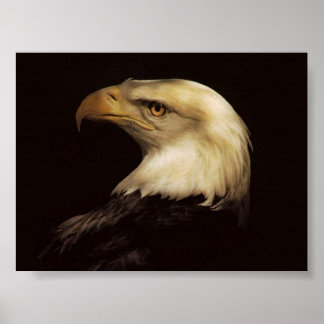 POSTER BALD EAGLE