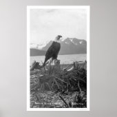 Poster Bald Eagle Alaska 1920 (Devant)