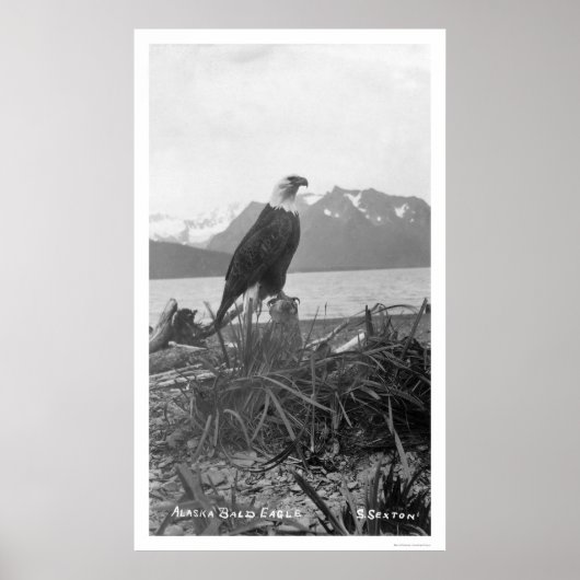 Poster Bald Eagle Alaska 1920 (Devant)