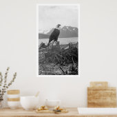 Poster Bald Eagle Alaska 1920 (Cuisine)