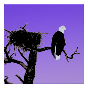 Poster Bald Eagle at Sunset - Art original de la faune
