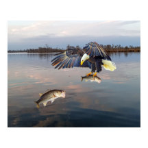 Bald Eagle Basse Pêche