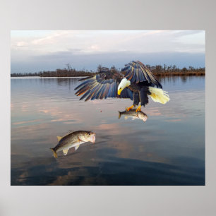 Poster Bald Eagle Basse Pêche