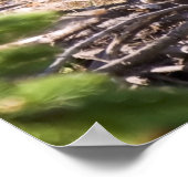 Poster Bald Eagle Chick - Imprimantes d'art (Coin)