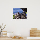 Poster Bald Eagle Chick - Imprimantes d'art (Cuisine)