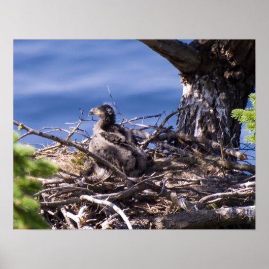 Poster Bald Eagle Chick - Imprimantes d'art (Devant)