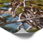 Poster Bald Eagle Chicks - Beaux-Arts (Coin)