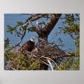 Poster Bald Eagle Chicks - Beaux-Arts (Devant)