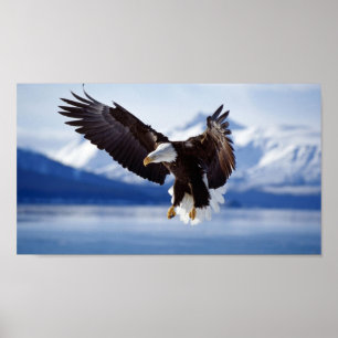 POSTER BALD EAGLE EN ALASKA