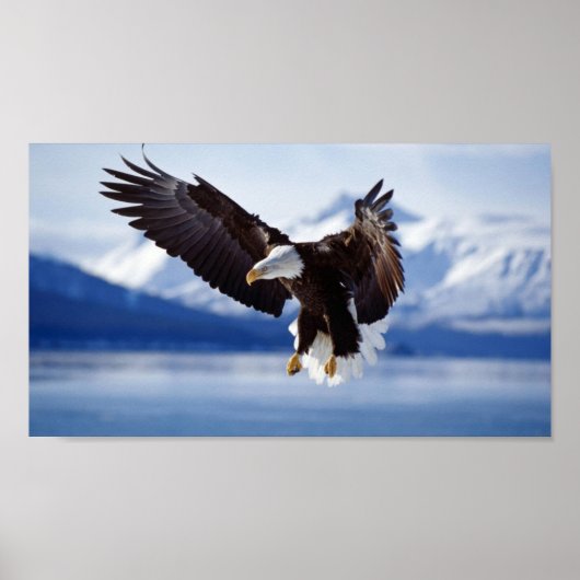 POSTER BALD EAGLE EN ALASKA (Devant)