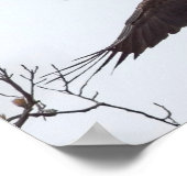 Poster Bald Eagle Étalon (Coin)