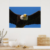 Poster Bald Eagle Flyby Up Close (Cuisine)