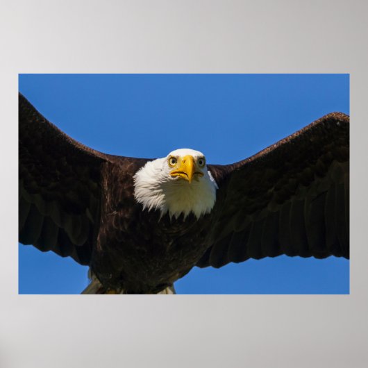 Poster Bald Eagle Flyby Up Close (Devant)