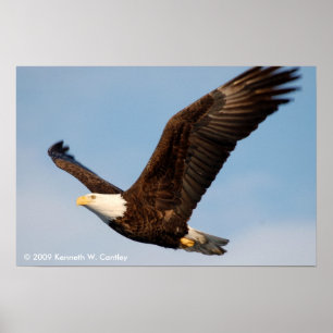 Poster Bald Eagle in Flight