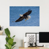 Poster Bald eagle in flight (Bureau à domicile)