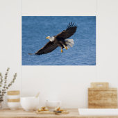 Poster Bald eagle in flight (Cuisine)