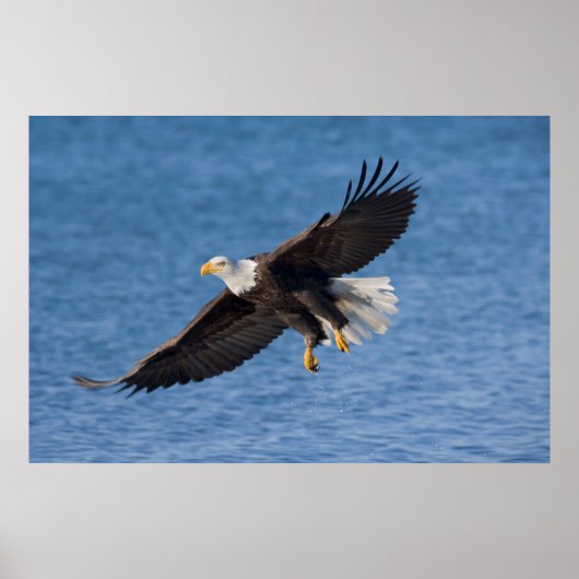 Poster Bald eagle in flight (Devant)