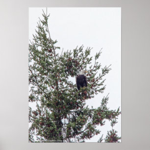 Poster Bald Eagle P2825