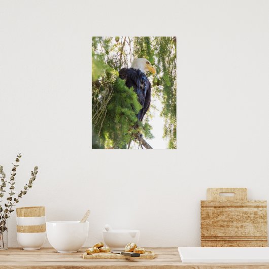 Poster Bald Eagle perché dans Douglas Fir (Cuisine)