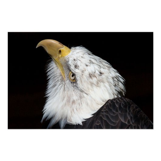 Poster Bald Eagle Portriat (Devant)