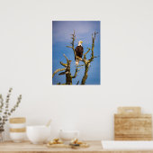 Poster Bald Eagle, Southern Gulf Islands, BC (Cuisine)