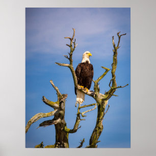 Poster Bald Eagle, Southern Gulf Islands, BC