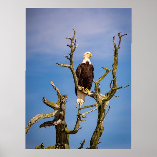 Poster Bald Eagle, Southern Gulf Islands, BC (Devant)