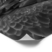 Poster Bald Eagle Woodland Moderne Portrait noir blanc (Coin)