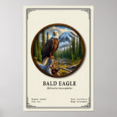Poster Bald Eagle Zoology Series (Devant)