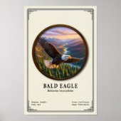 Poster Bald Eagle Zoology Series (Devant)
