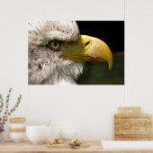 POSTER BALD EAGLES (Cuisine)