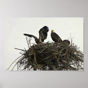 Poster Bald Eagles nichant aux îles et aux océans Visiteu