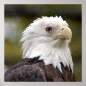 Poster baldeagle10x10 (Devant)