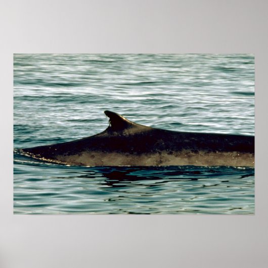 Poster Baleine à bec (Devant)