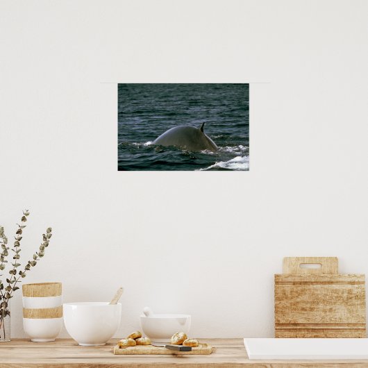 Poster Baleine à bec (Cuisine)