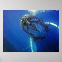 Baleine à bosse