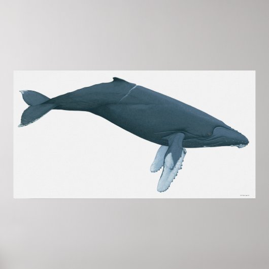 Poster Baleine à bosse (Devant)