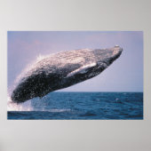 Poster Baleine à bosse (Devant)