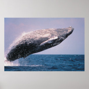 Poster Baleine à bosse faisant une cabriole