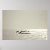 Poster Baleine à bosse, queue au-dessus de la surface de (Devant)