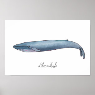 Poster Baleine bleue