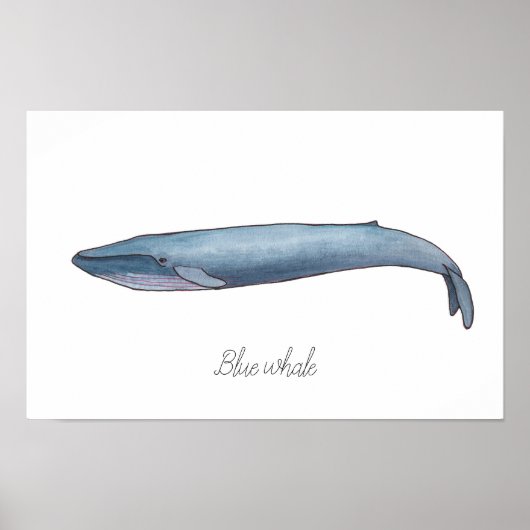 Poster Baleine bleue (Devant)