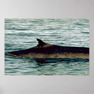 Poster Baleine d'aileron