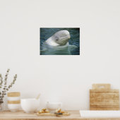 Poster Baleine de Beluga, Delphinapterus leucas), Captive (Cuisine)